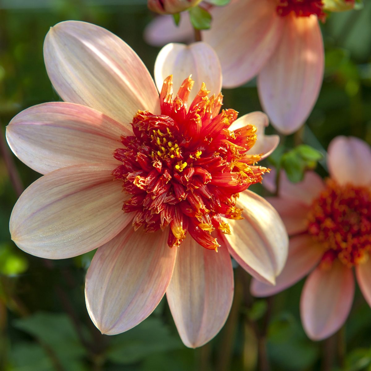 Dahlia Sunshine - BIO | Natural Bulbs EU